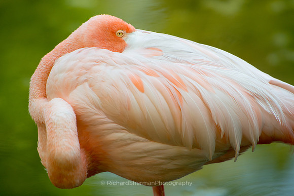 Flamingo 1