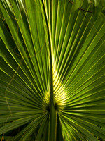 Palm