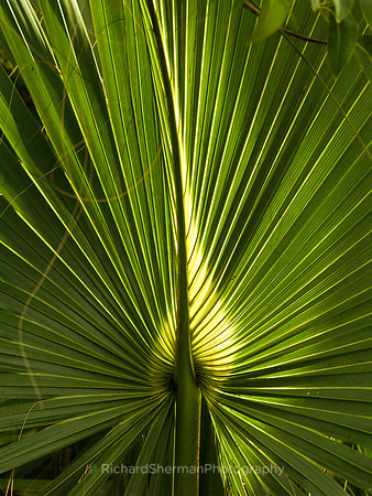 Palm