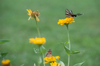 Butterfly Take-Off