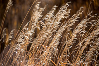 Golden Grasses
