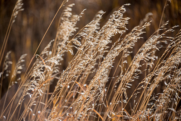 Golden Grasses