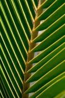 Rays of Palm