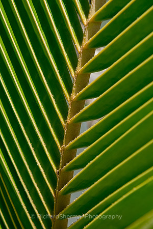 Rays of Palm