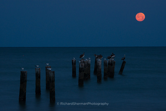 Red Moon Rising