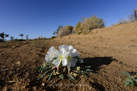 Late Desert Bloom