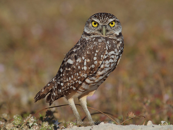 Burrowing Owl