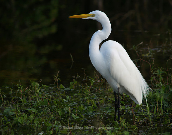 Egret 1