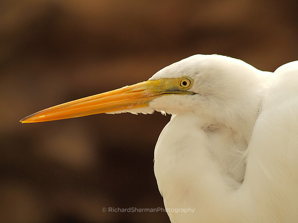 Egret 2
