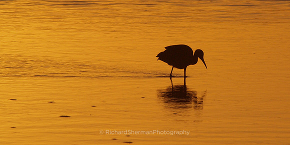 Sanibel Sunset