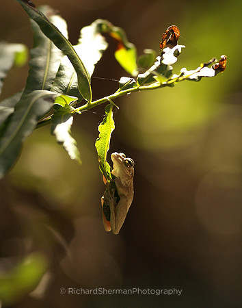 Green Tree Frog