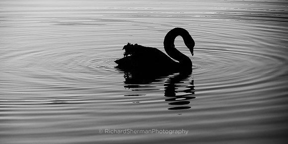 Encircled BW