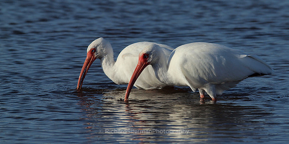Twin Ibises