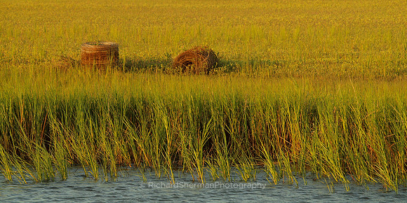 Field of Grass Coastal Carolina
