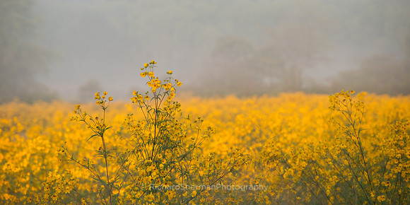 Yellow Rising
