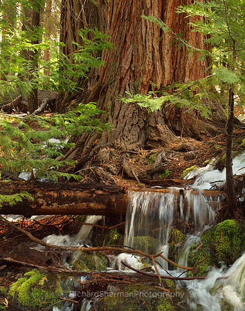 Verdant and Restful