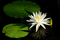 Swamp Lilly