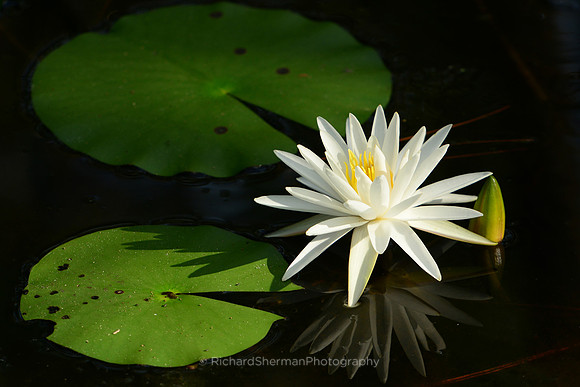 Swamp Lilly