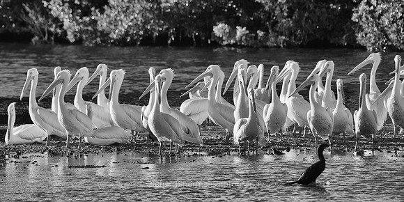 Settling Down for the Night BW Panorama