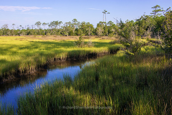 Carolina Marsh 1
