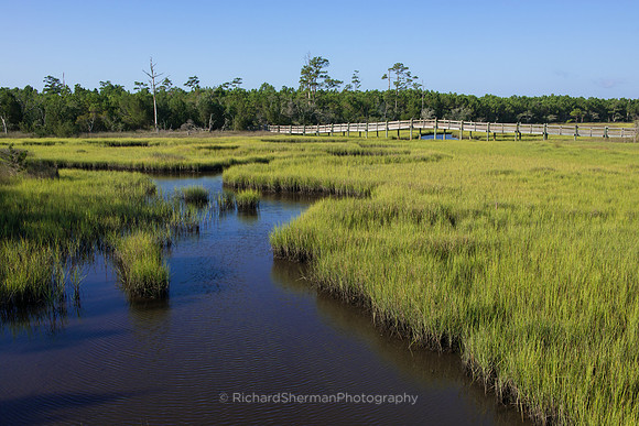 Carolina Marsh 3