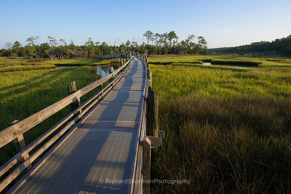 Carolina Marsh 4