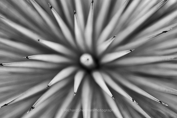 Green Fireworks BW