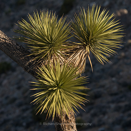 Desert Morning, Square