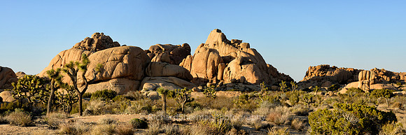 Late Afternoon at Joshua Tree Pano