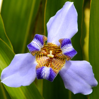 Purple Star, Square