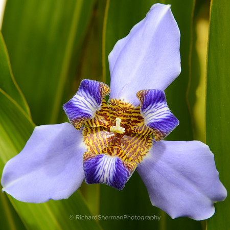 Purple Star, Square