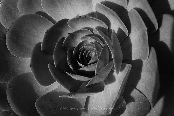Turned to the Sun, BW