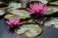 Pink Lilies