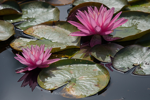 Pink Lilies