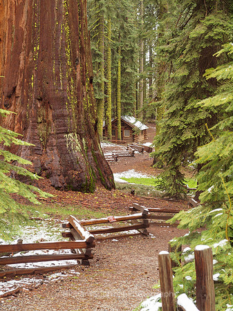 Mariposa Grove