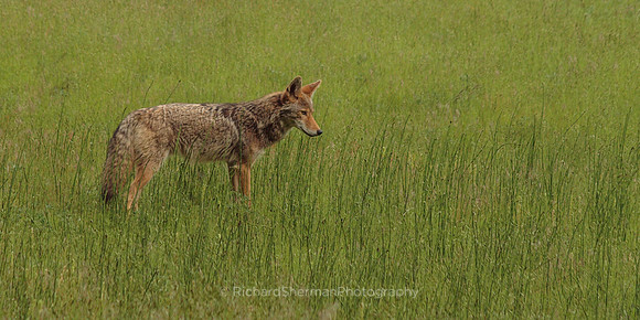 Yosemite Coyote