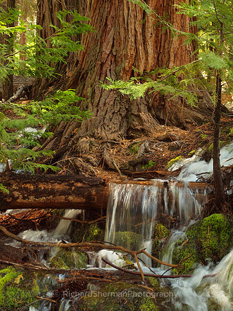 Verdant and Restful