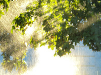 Summer Morning