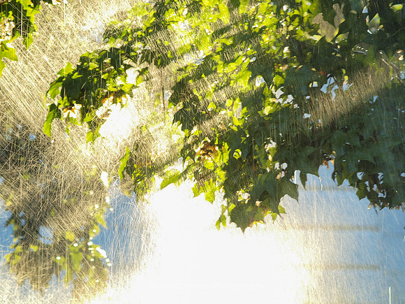 Summer Morning