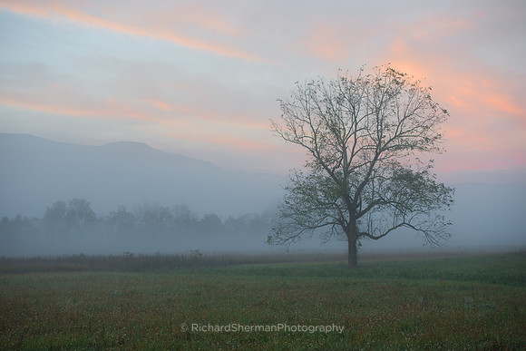 In the Valley at Dawn