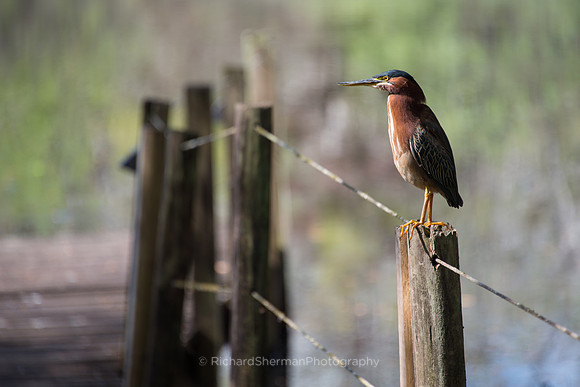 Green Heron