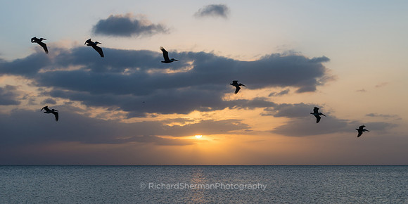 Pelican Patterns, Panorama