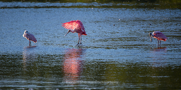 Pink Cape, Pano