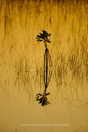 Leaning Towards the Light