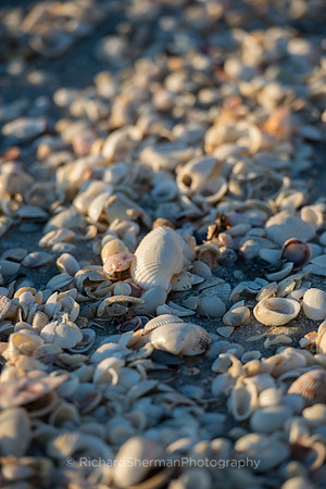 She Sells Sea Shells