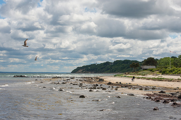 Shore Birds