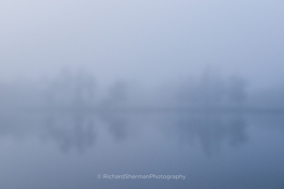 Foggy Morning at the Swamp