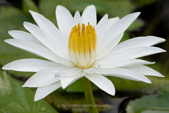 Lily Close-Up