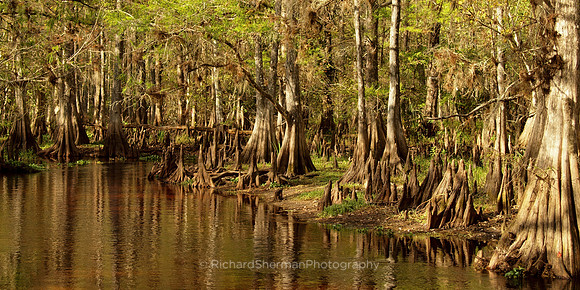Cypress Knees Pano