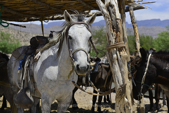 Mexican Ranch